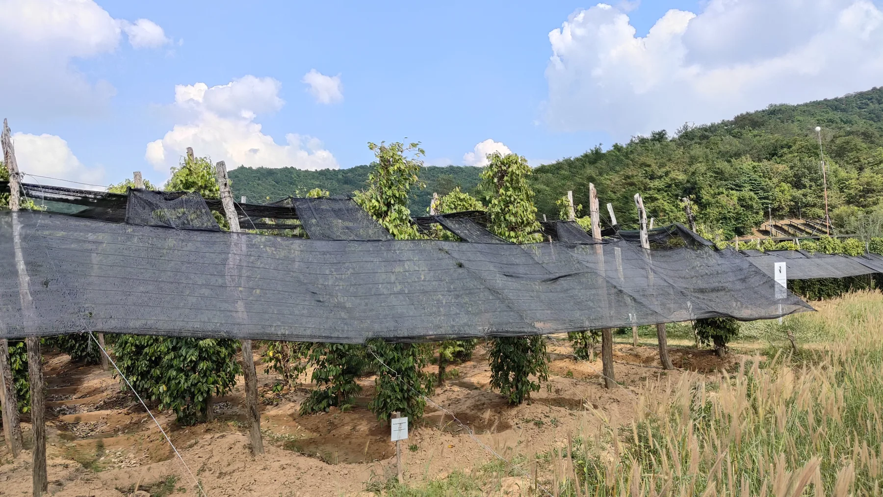 la plantation