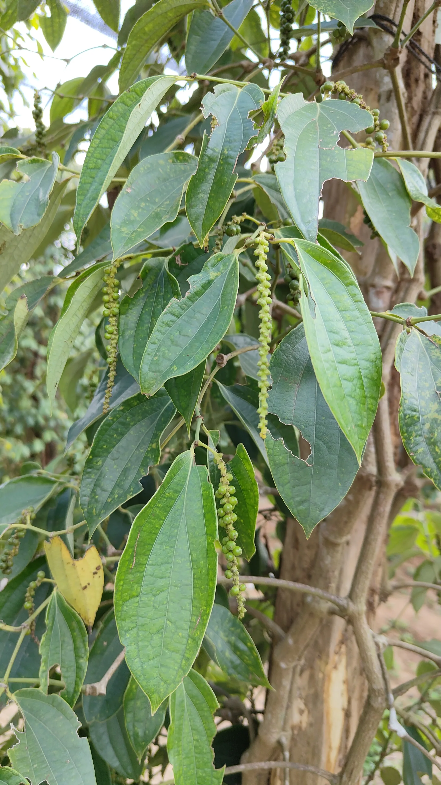 la plantation