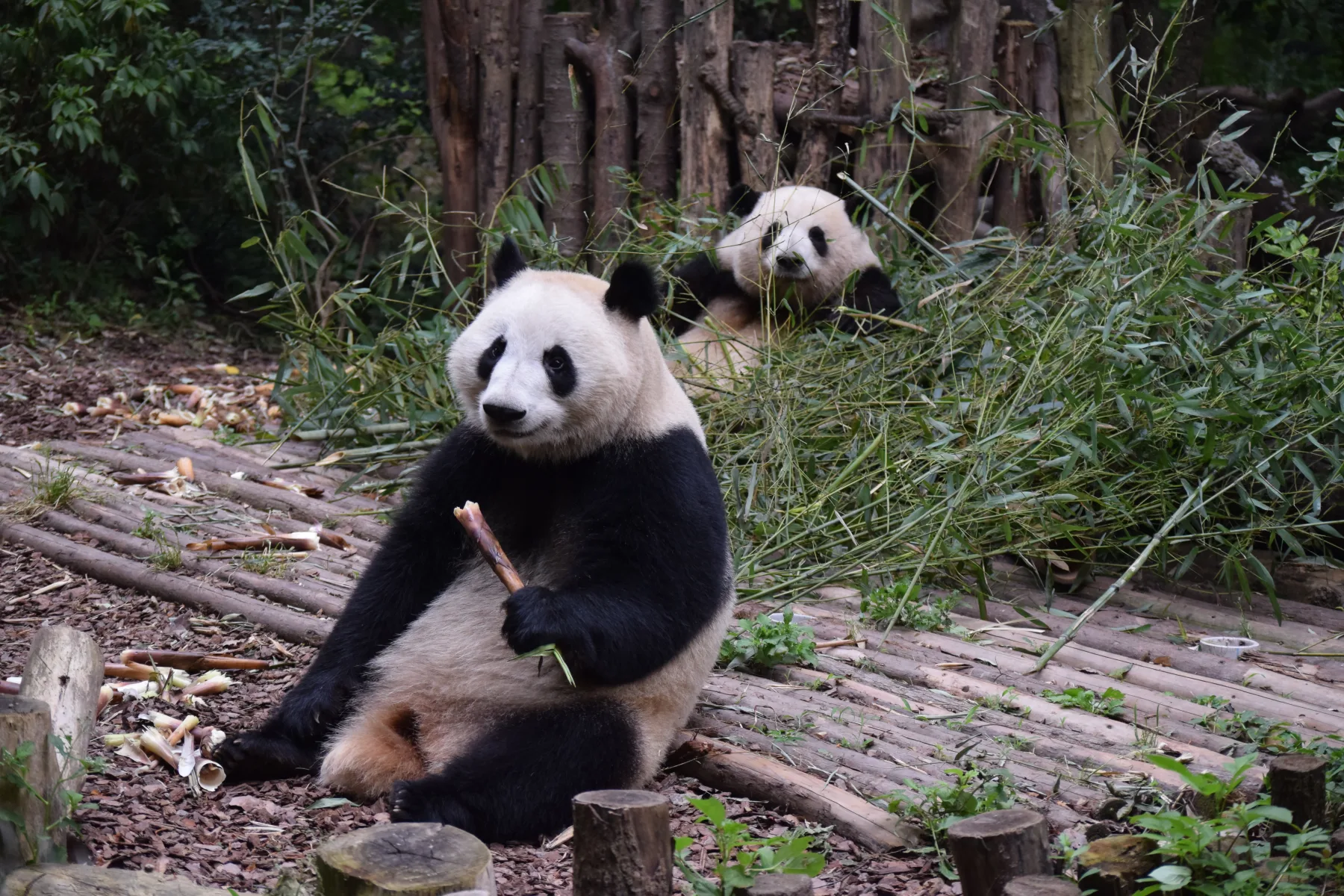 panda base