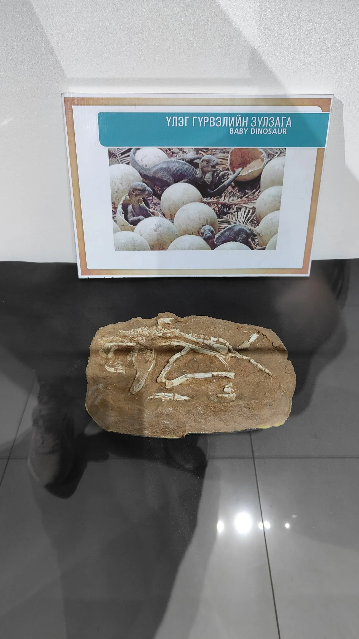 Oulan-Bator - Muséum d'histoire naturelle