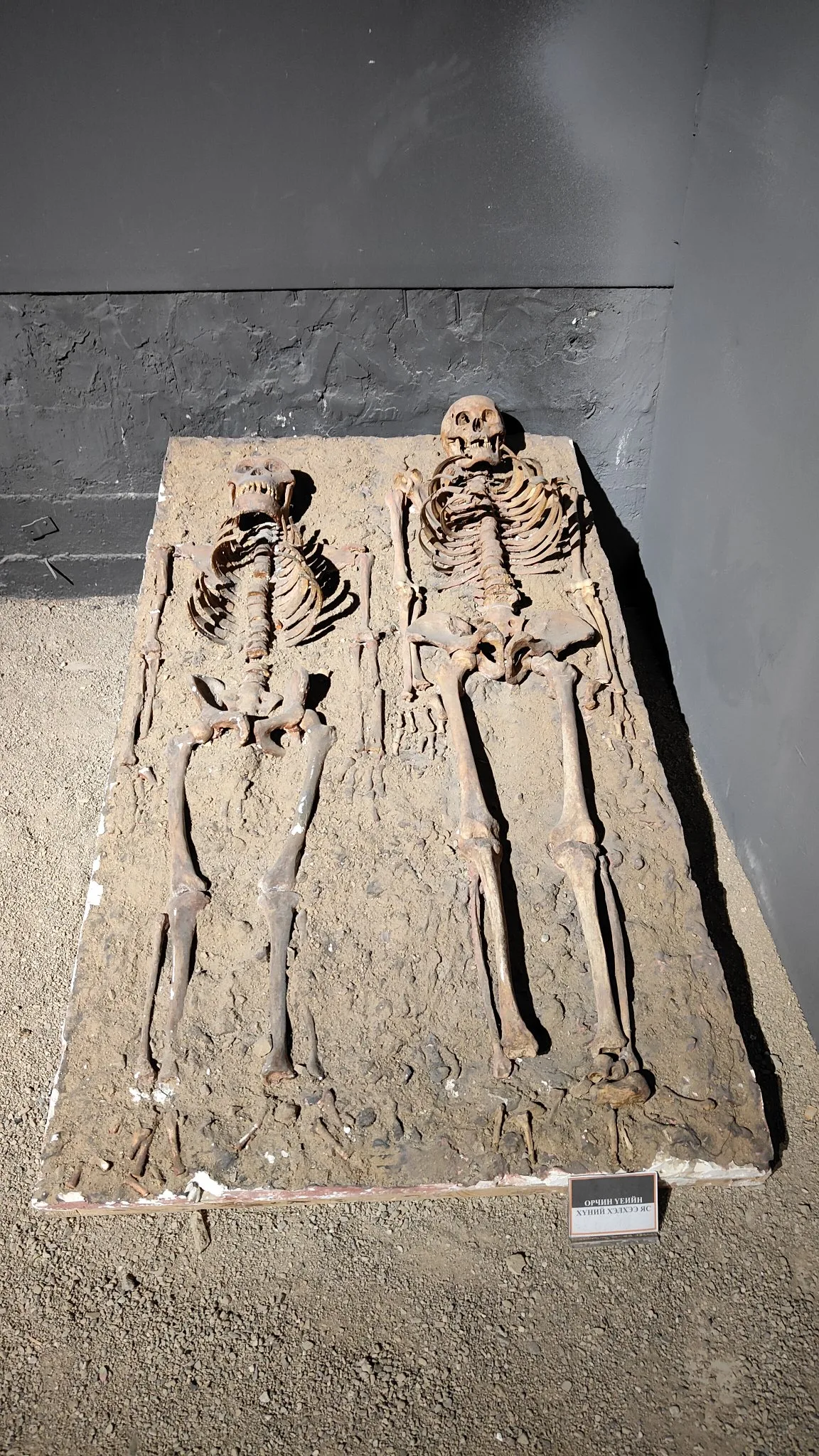 Oulan-Bator - Muséum d'histoire naturelle