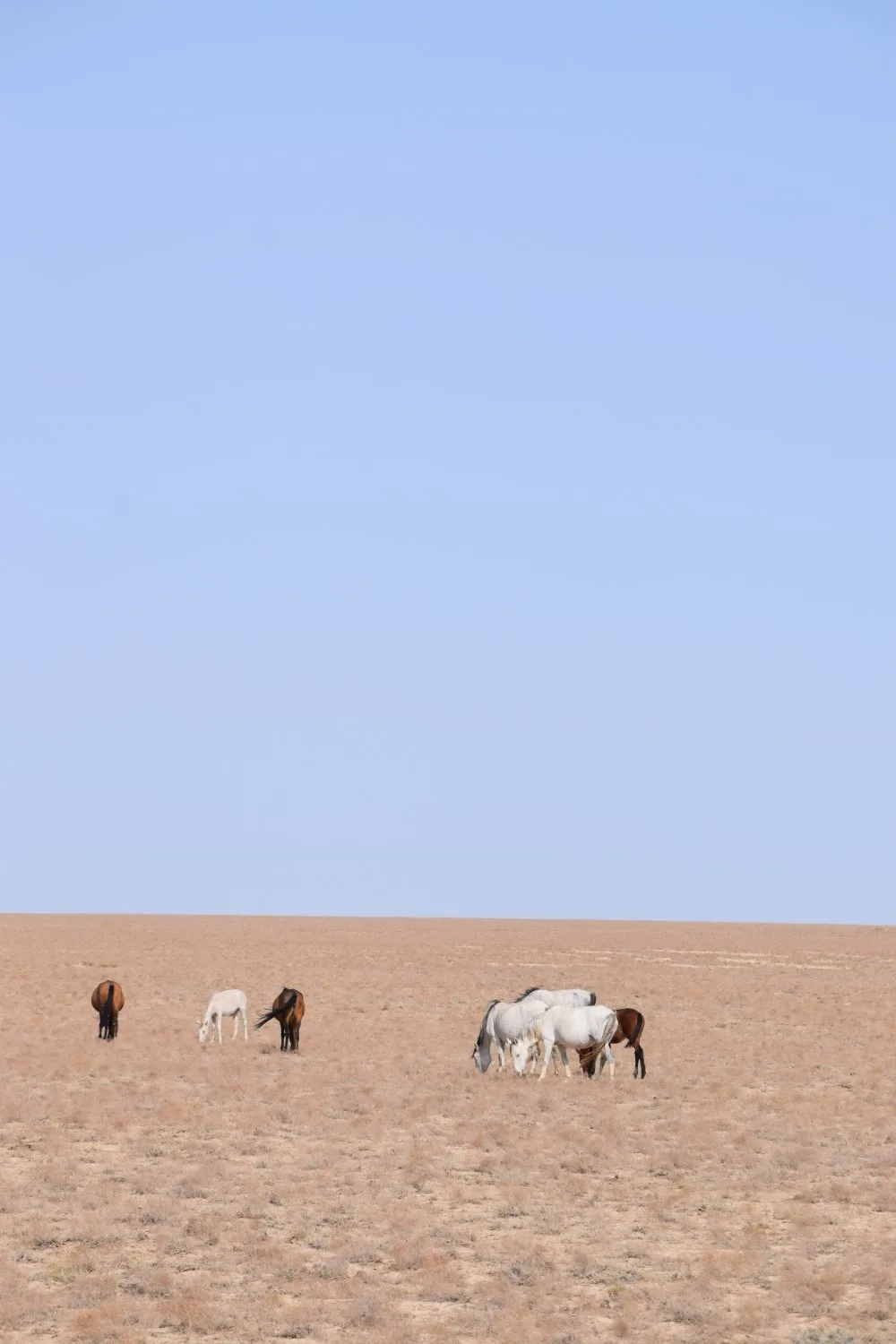 chevaux