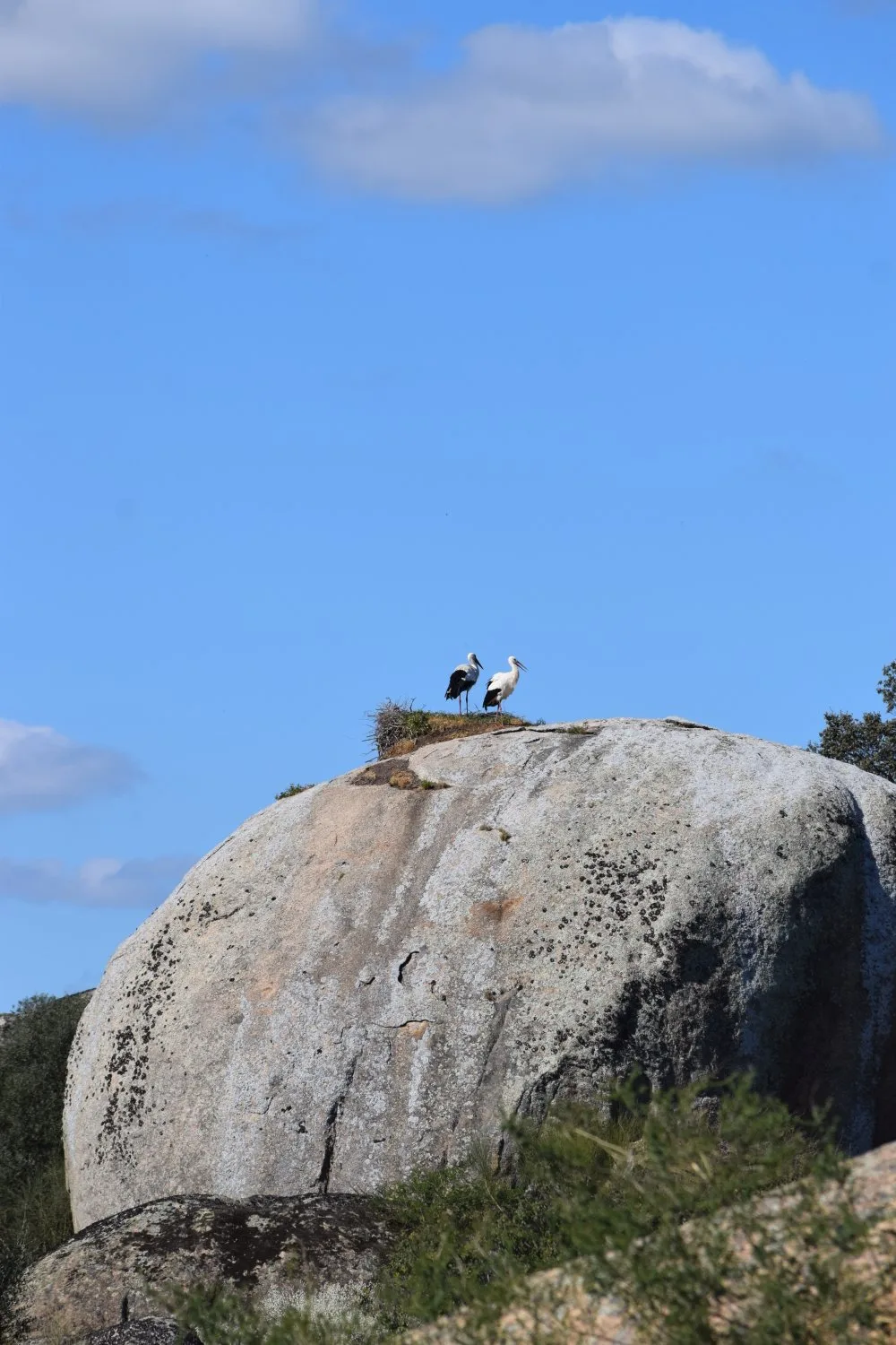 Cigogne
