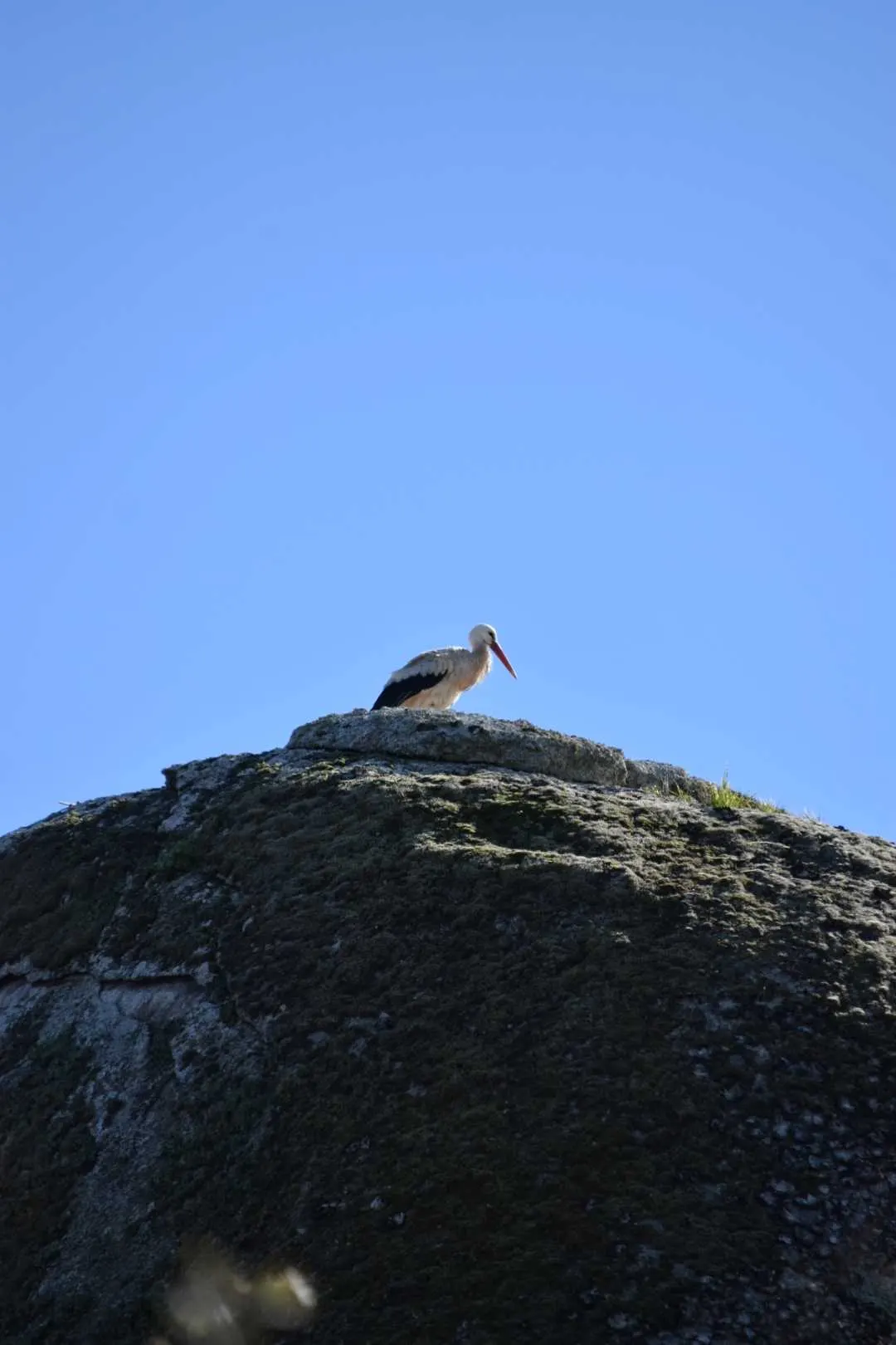 Cigogne