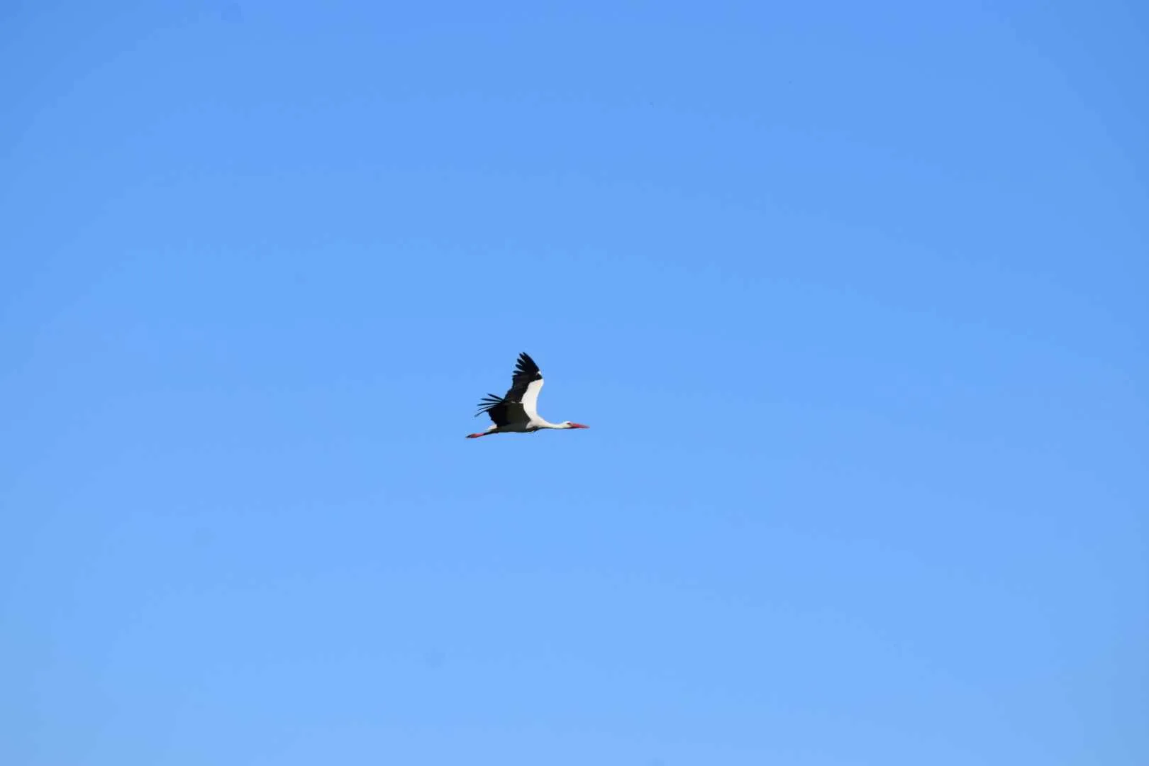 Cigogne