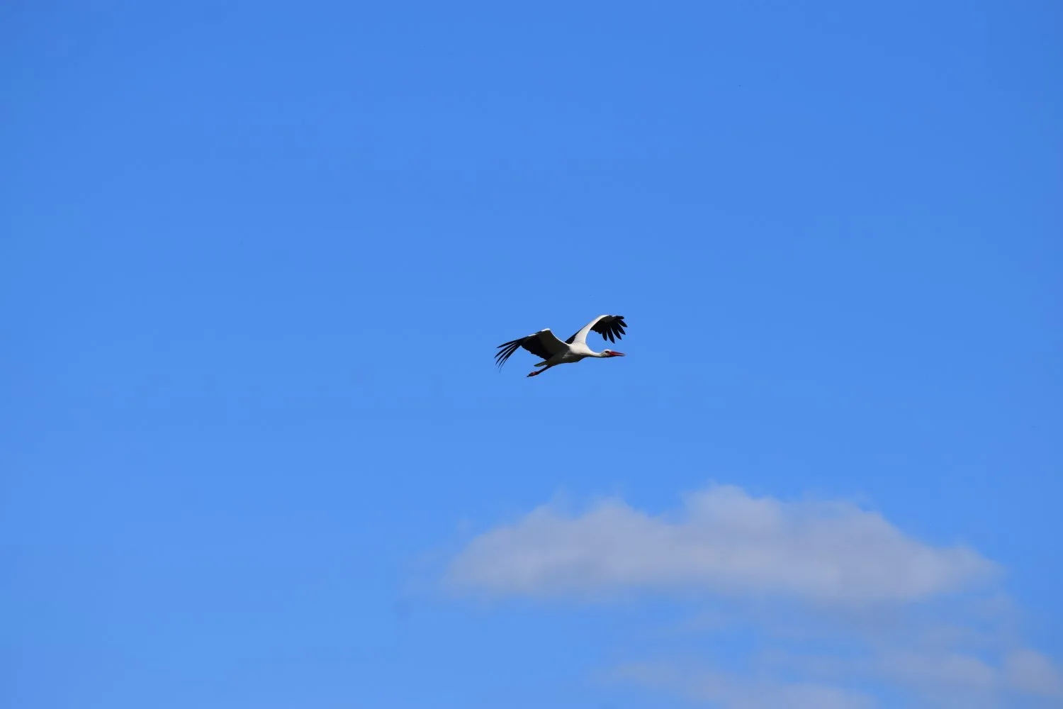 Cigogne