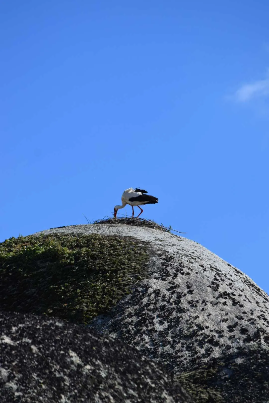 Cigogne