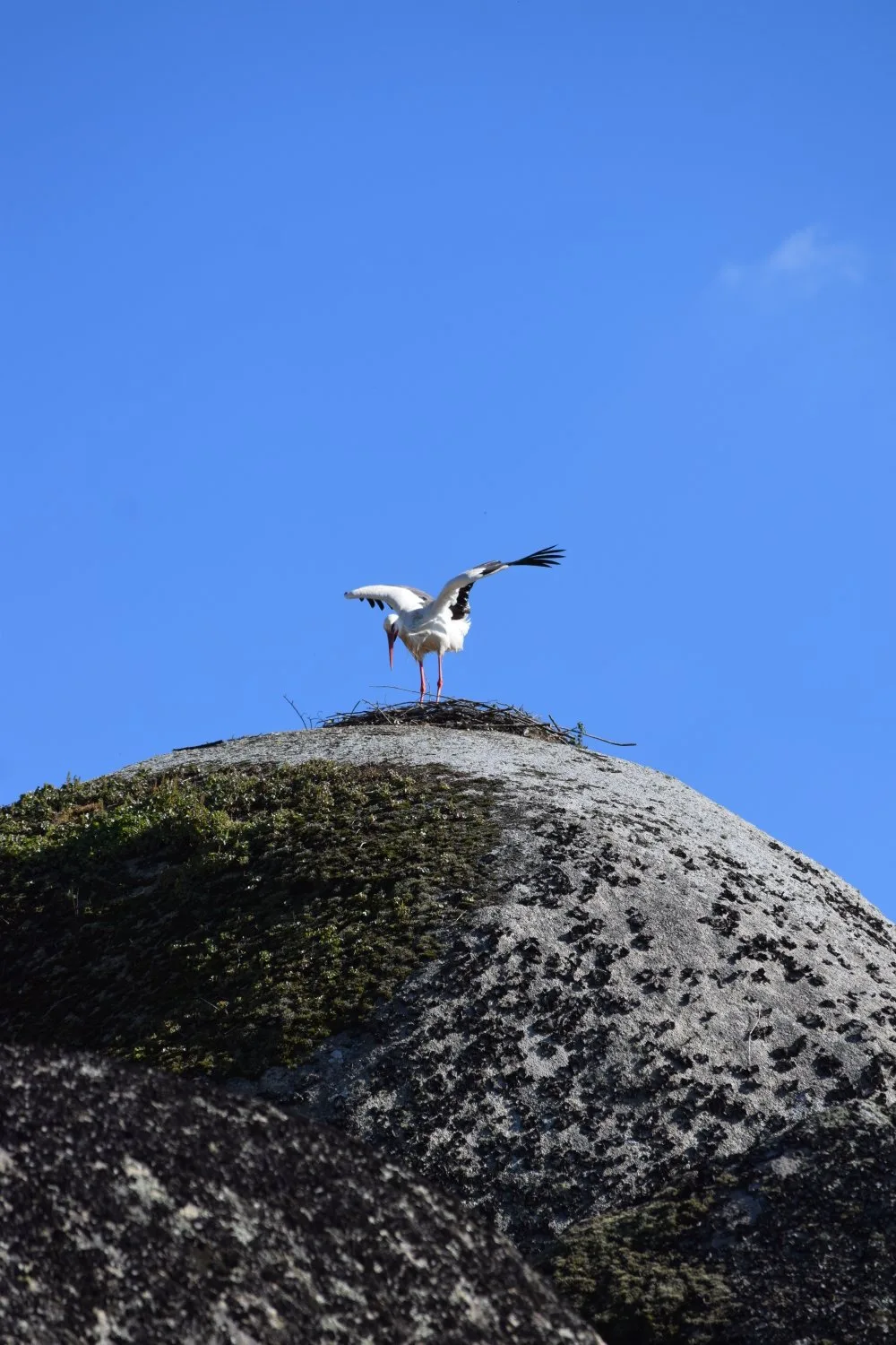 Cigogne