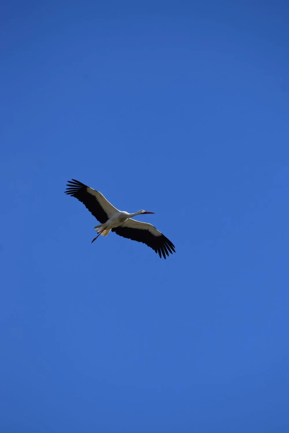 Cigogne