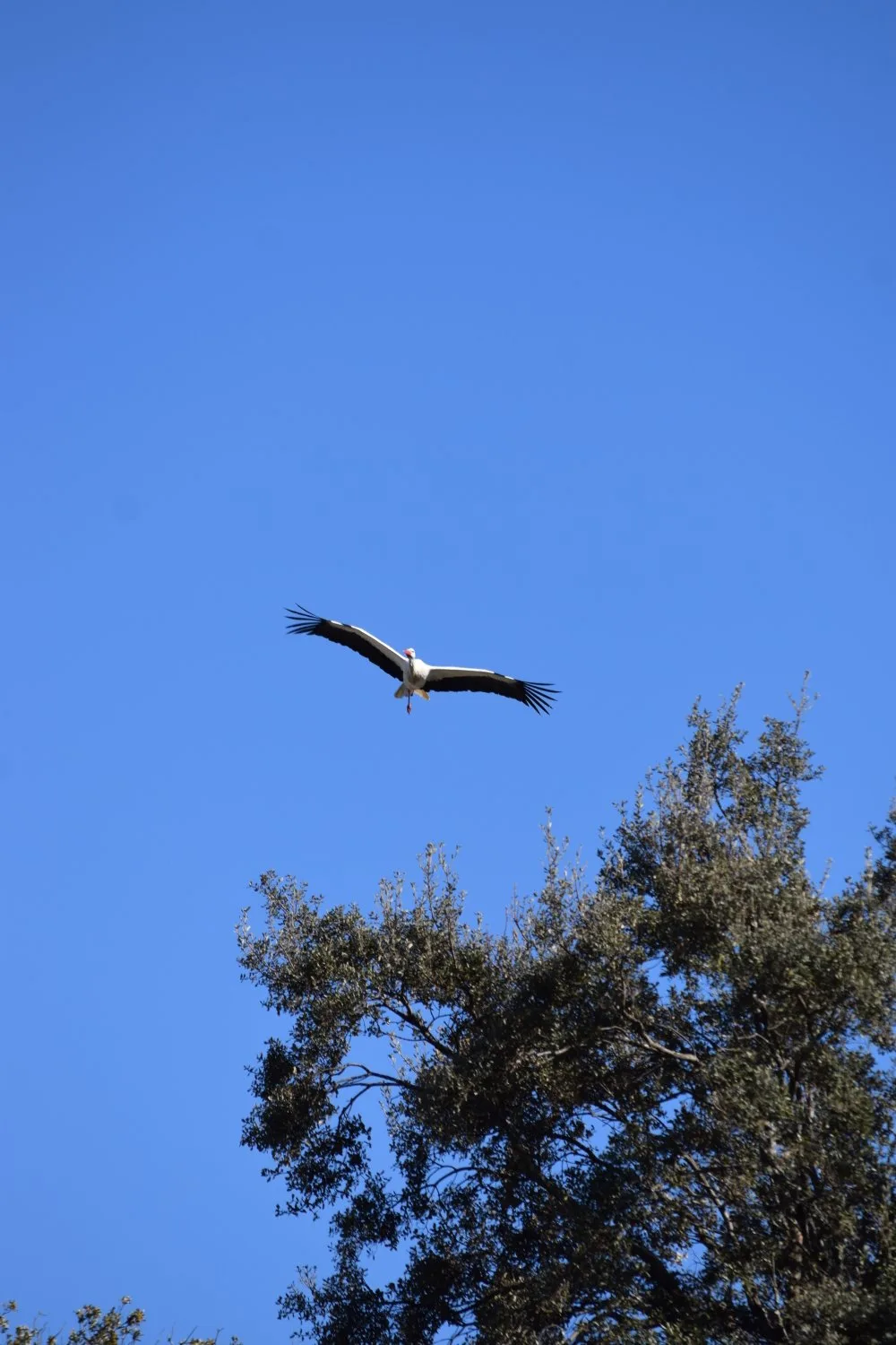 Cigogne