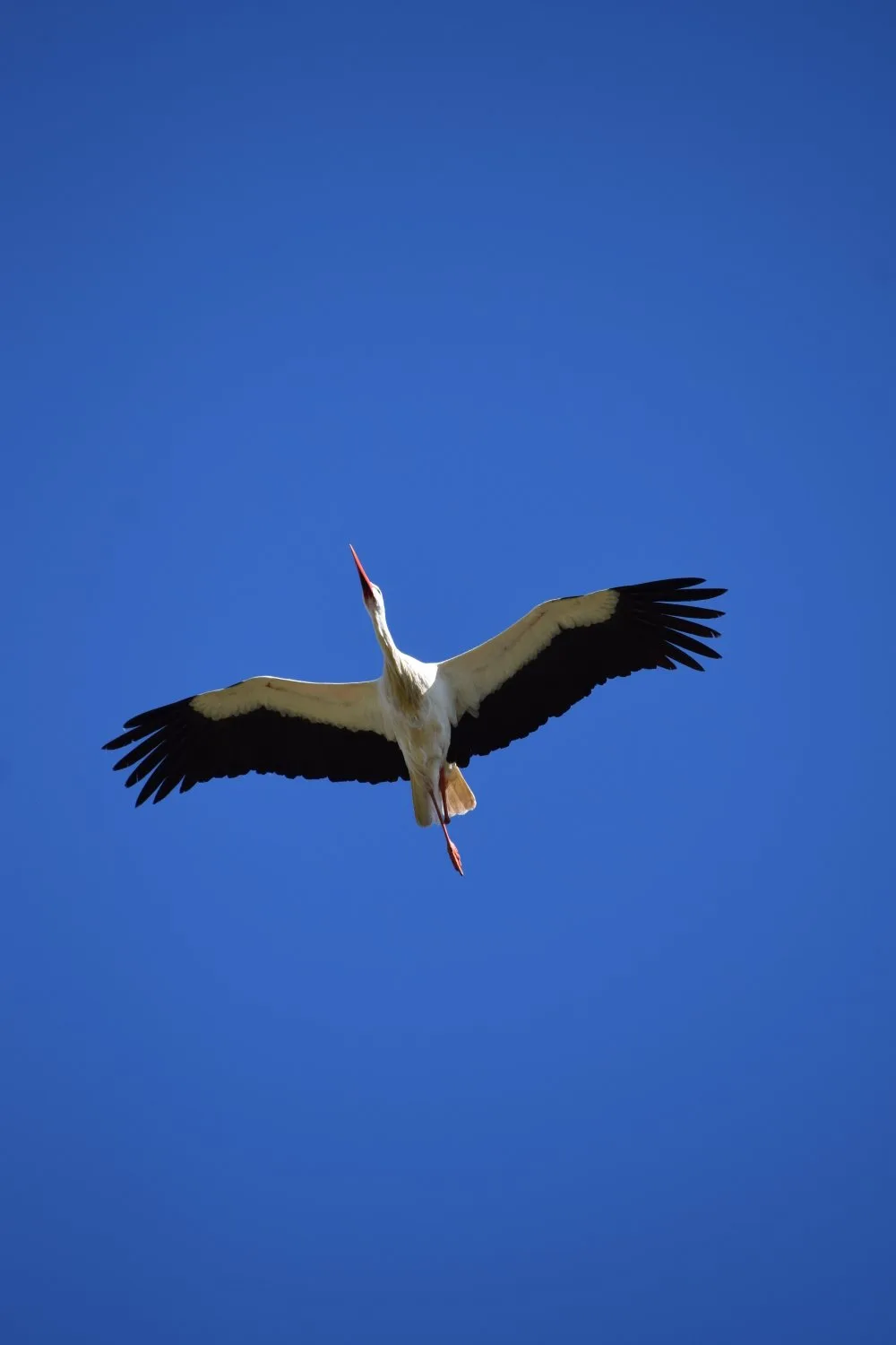 Cigogne