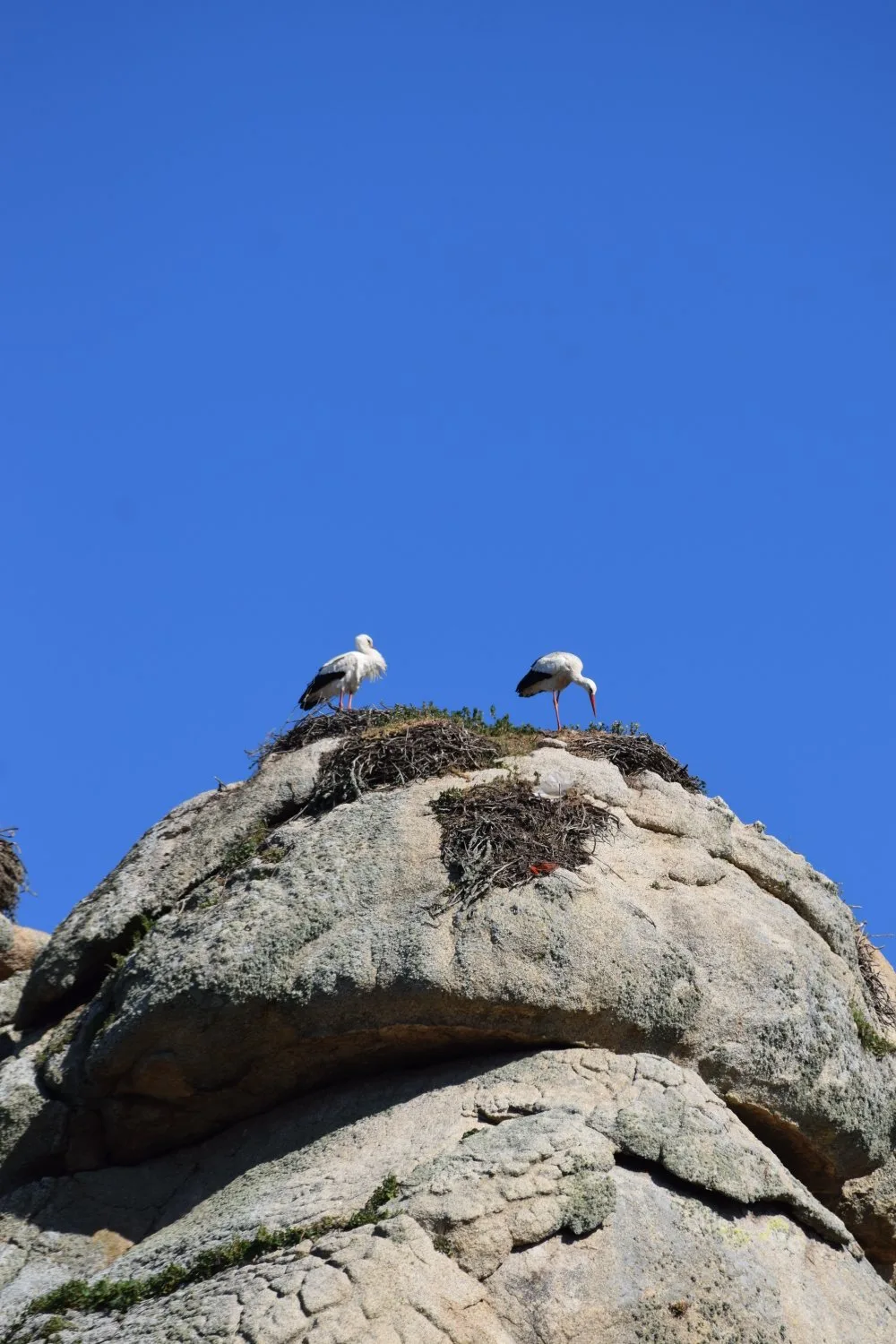 Cigogne