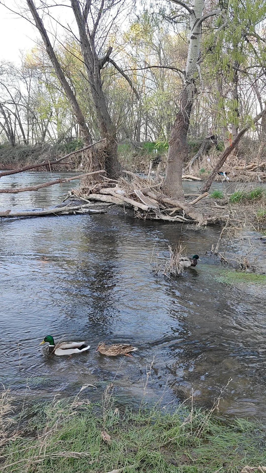 Rivière