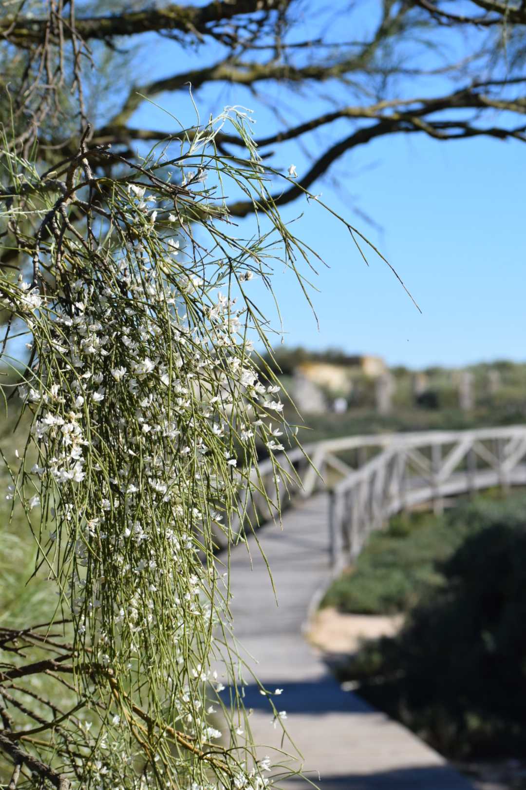 Promenade bord de mer